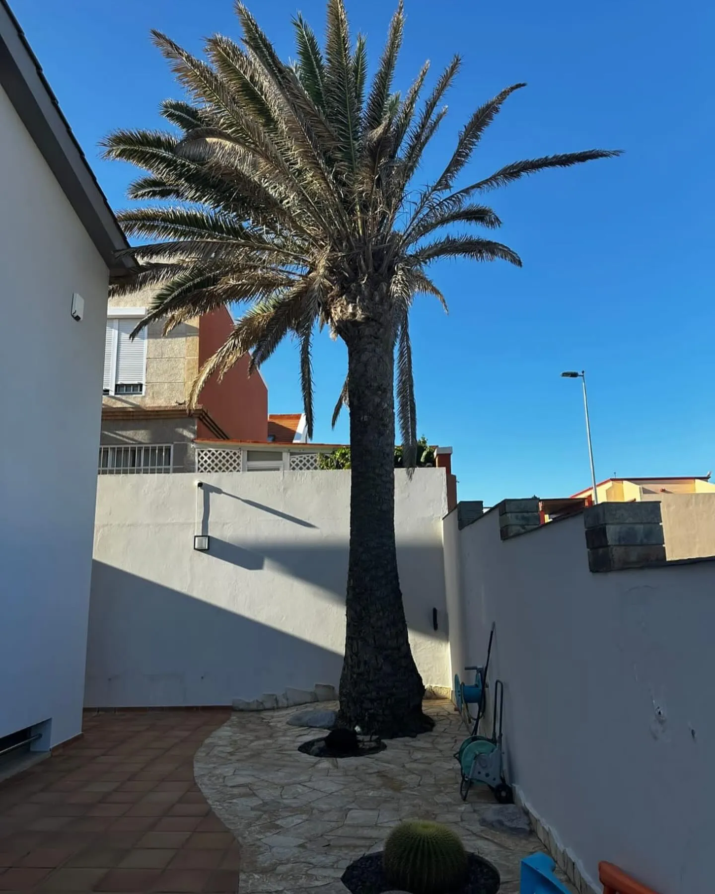 Señales que indican si tu árbol necesita ayuda